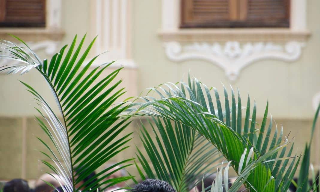Żychlin w rytmie uroczystości Niedzieli Palmowej: tradycje i obrzędy