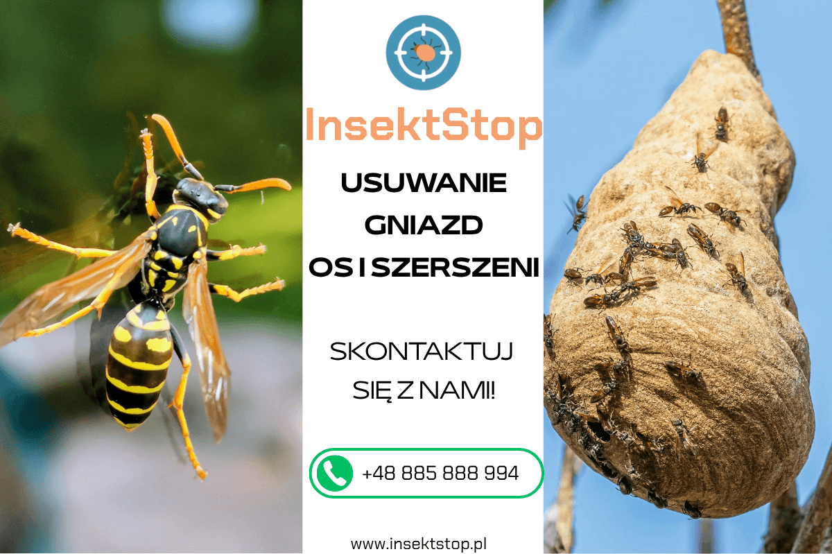 usuwanie gniazd os i szerszeni insektstop